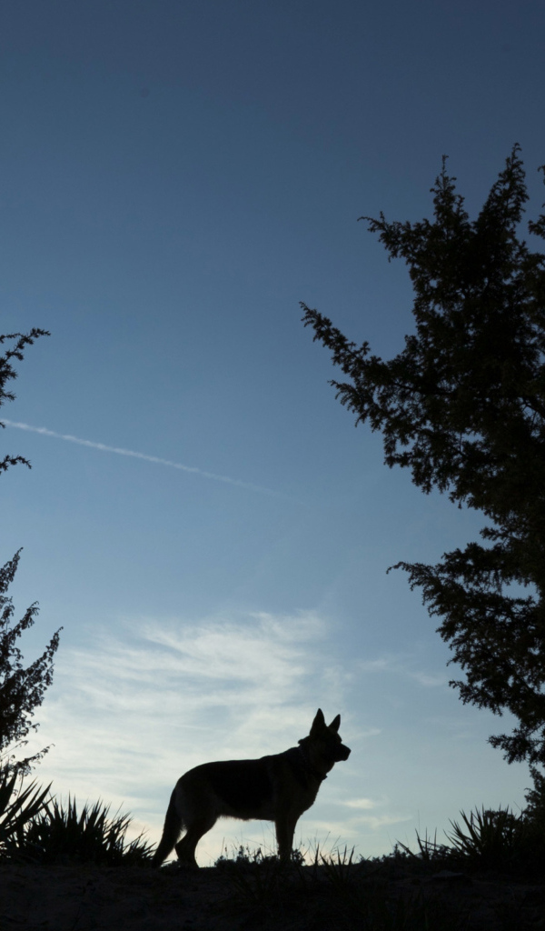 Силуэт немецкой овчарки на фоне неба ночью 