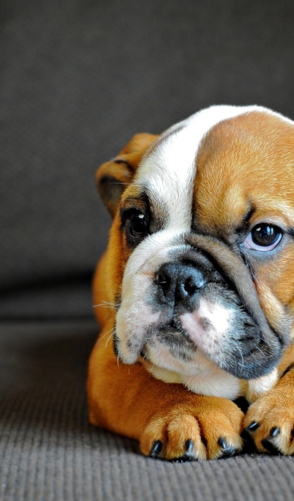 Маленький английский бульдог на сером фоне