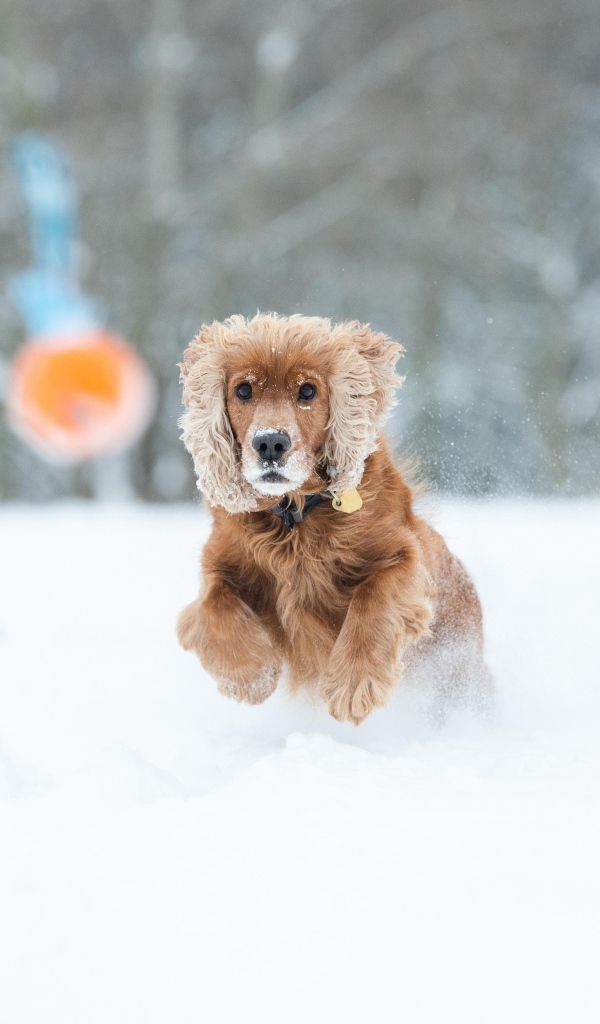 Собака спаниель бежит по белому снегу