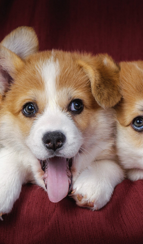 Три забавных щенка корги 