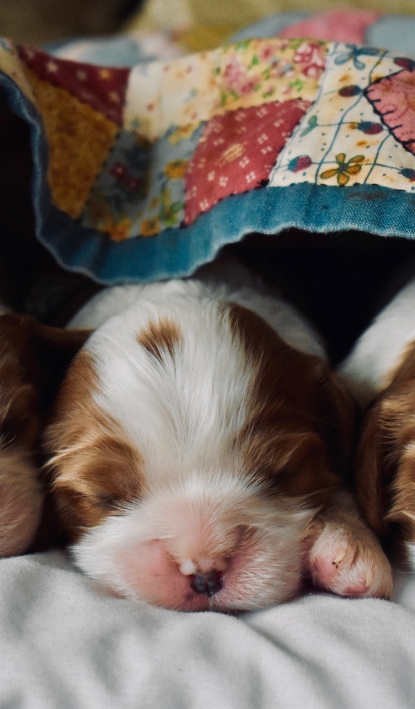 Три маленьких спящих щенка под одеялом