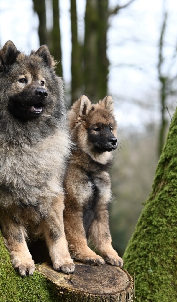 Две собаки породы евразийский плинн у дерева