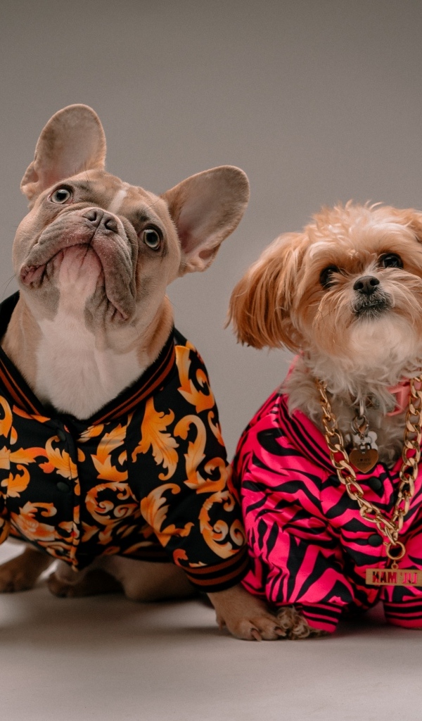 Два модных пса в костюмах на сером фоне