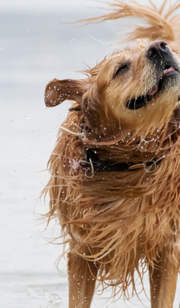 Мокрый золотистый ретривер в воде