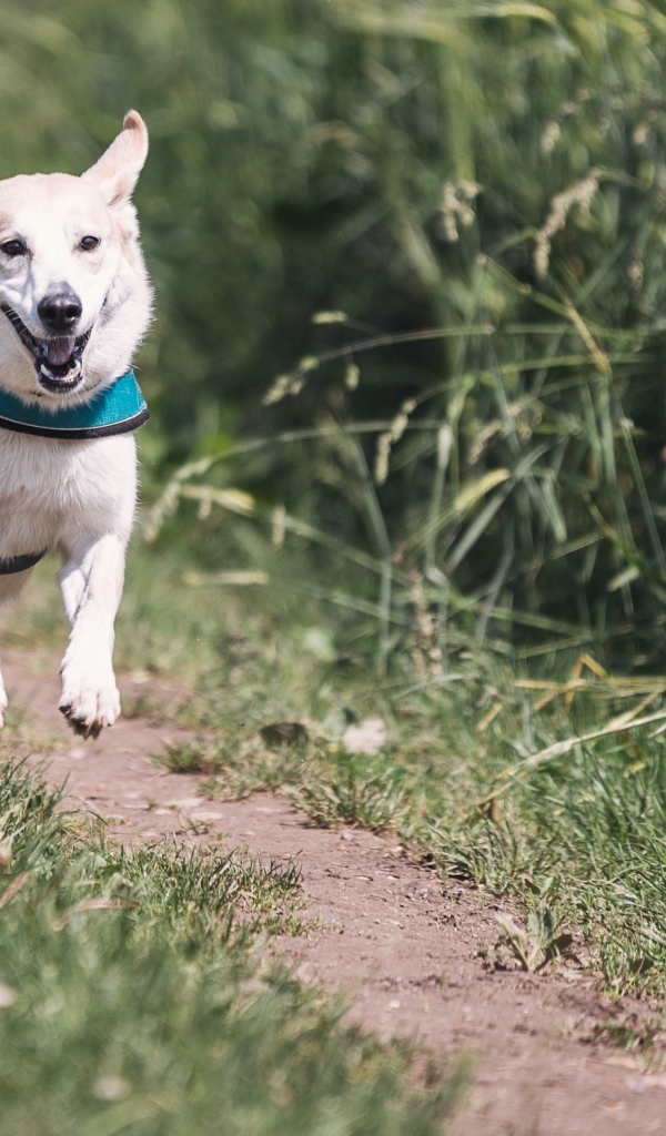 Белая собака бежит по тропинке
