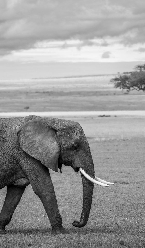 Большой серый слон в Африке