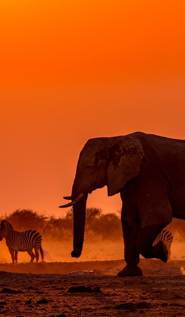 Слоны и зебры в Африке в сумерках