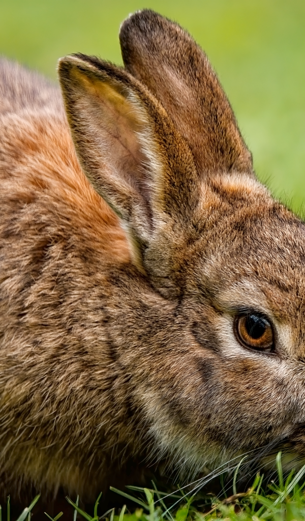 Серый кролик на зеленой траве