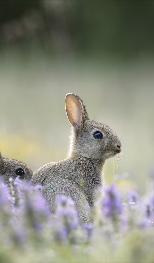 Зайцы прячутся в цветах