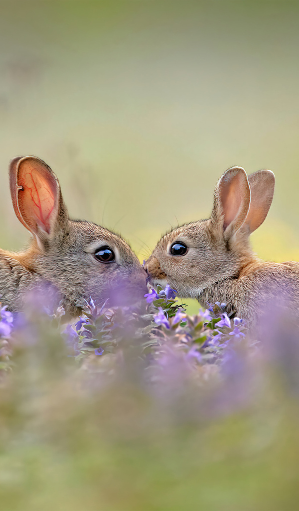 Два милых зайца в цветах 