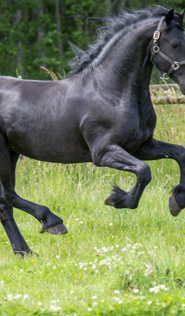 Черный большой конь скачет по зеленой траве