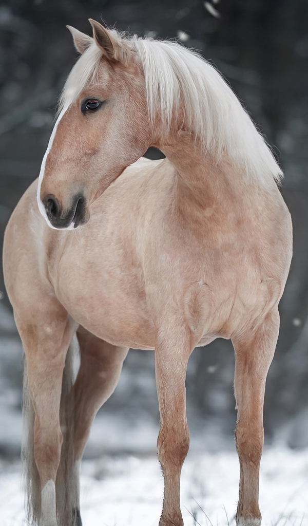 Коричневая лошадь стоит на снегу в лесу