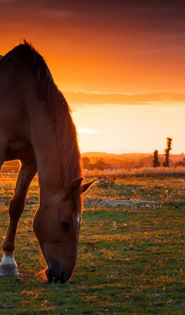 Красивая коричневая лошадь на пастбище на закате