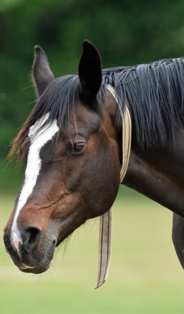 Большой красивый коричневый конь 