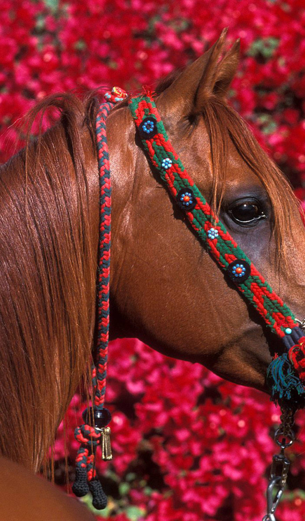 Большой коричневый конь на фоне цветов