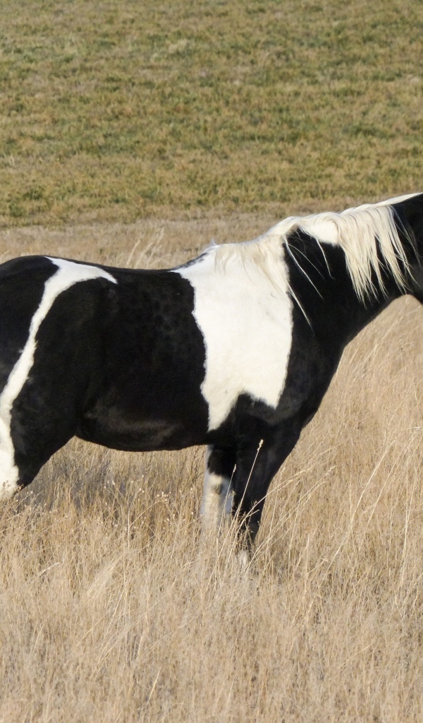 Черно-белая лошадь пасется на сухой траве