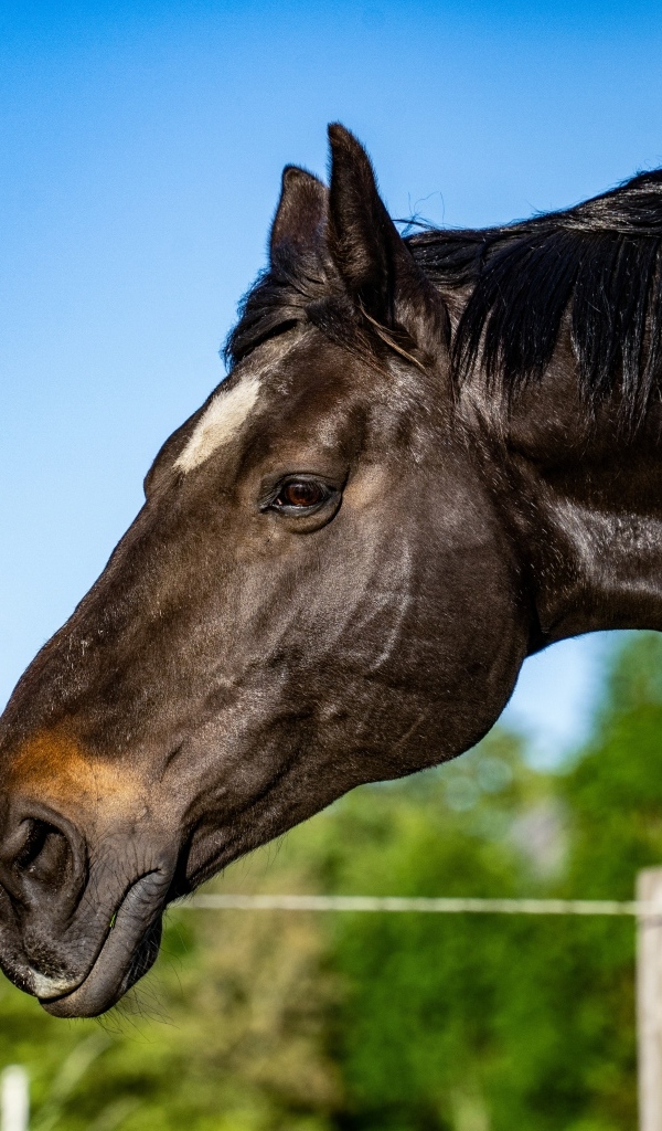 Голова черного коня крупным планом