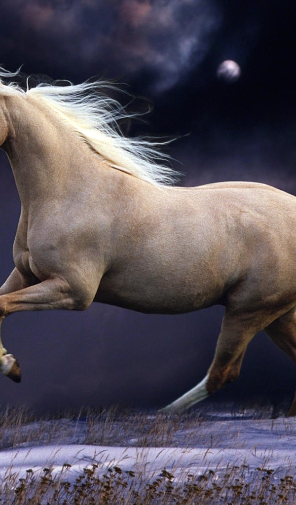 Коричневая лошадь скачет по полю ночью 