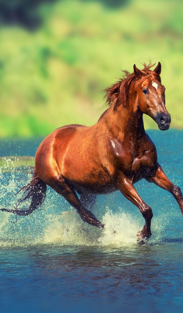Коричневая лошадь скачет по воде озера