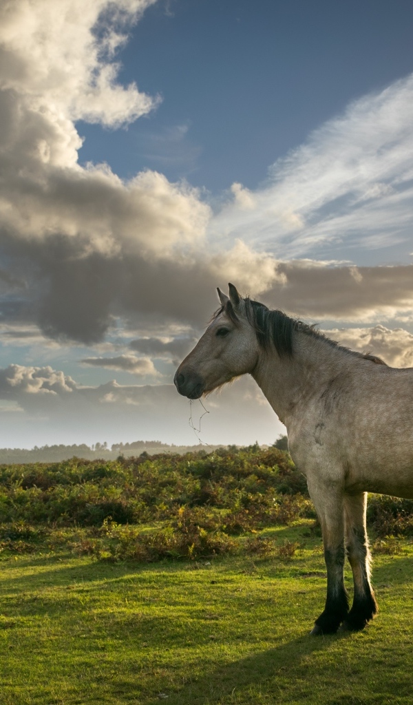 Лошадь на пастбище под красивым небом