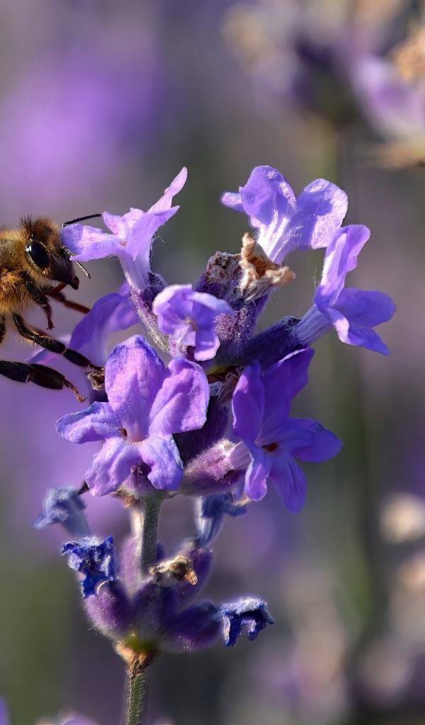 Пчела кружит у цветка лаванды