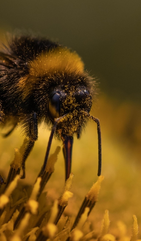 Пчела собирает пыльцу с цветка подсолнуха