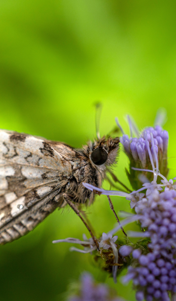 Коричневая бабочка сидит на фиолетовом полевом цветке
