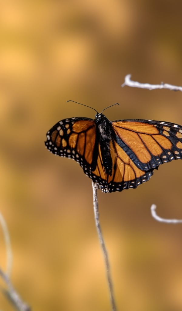 Коричневая бабочка сидит на тонкой ветке