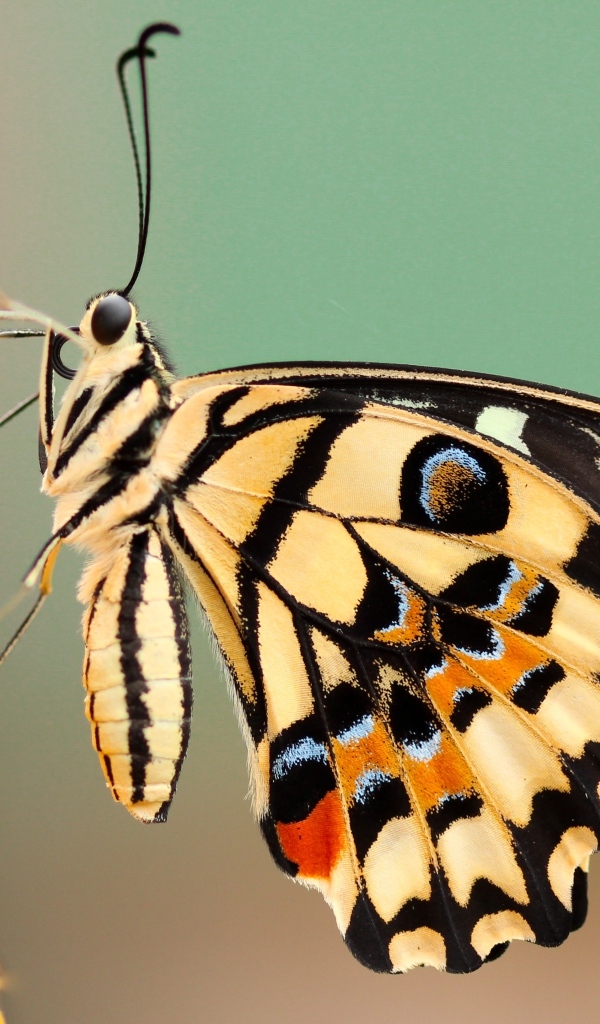 Большая красивая бабочка сидит на желтом цветке