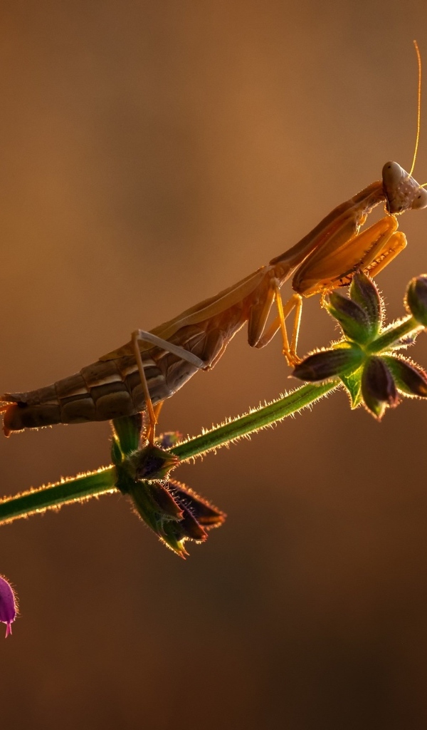 Большой богомол сидит на ветке с цветами