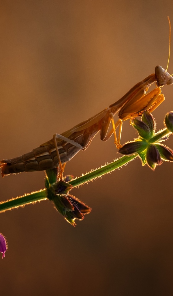Большой богомол сидит на растении в лучах солнца