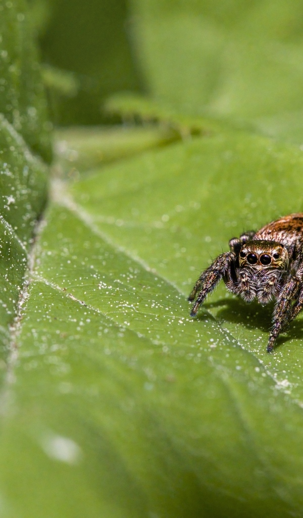 Большой паук охотится на зеленом листке