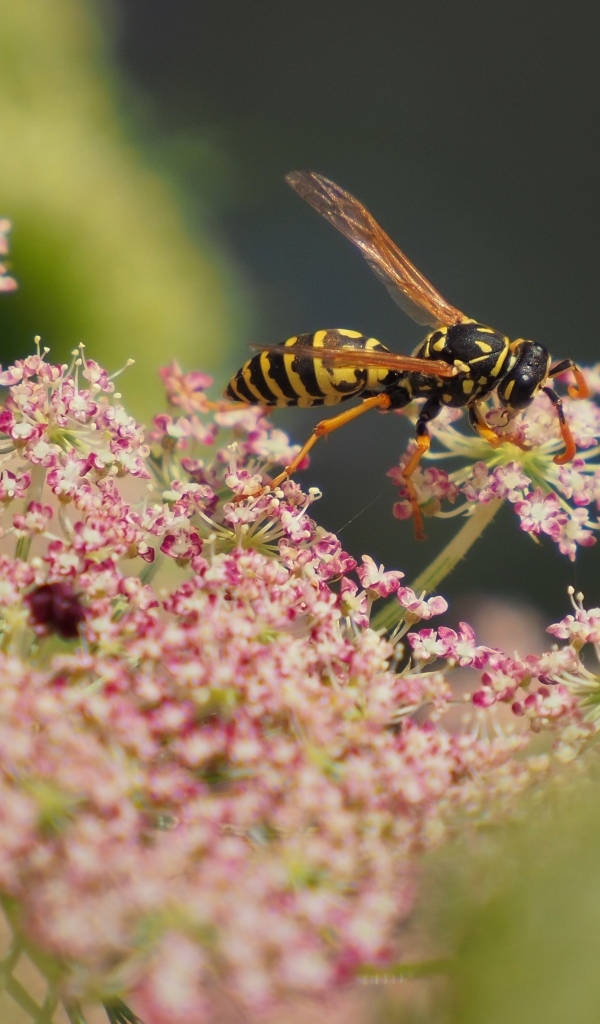 Большая оса кружит над розовым цветком