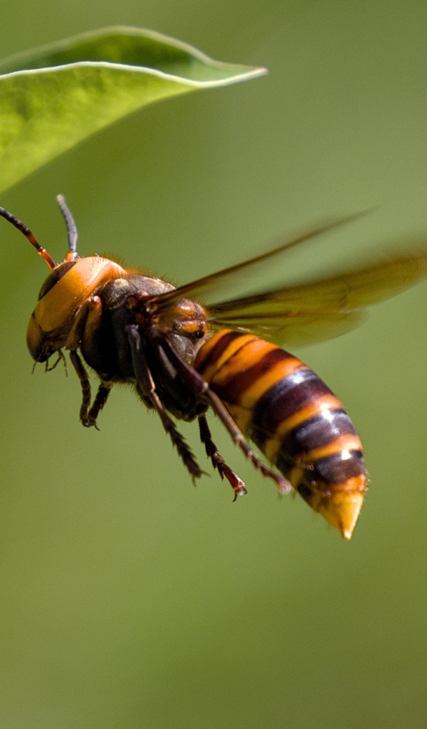 Большая оса летает у зеленых листьев 