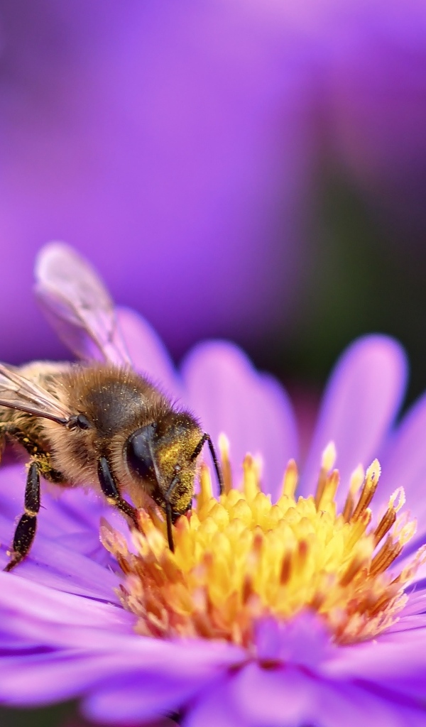 Маленькая пчела собирает пыльцу с цветка сентябринки