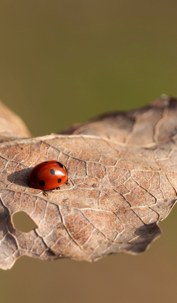 Красная божья коровка сидит на сухом листке