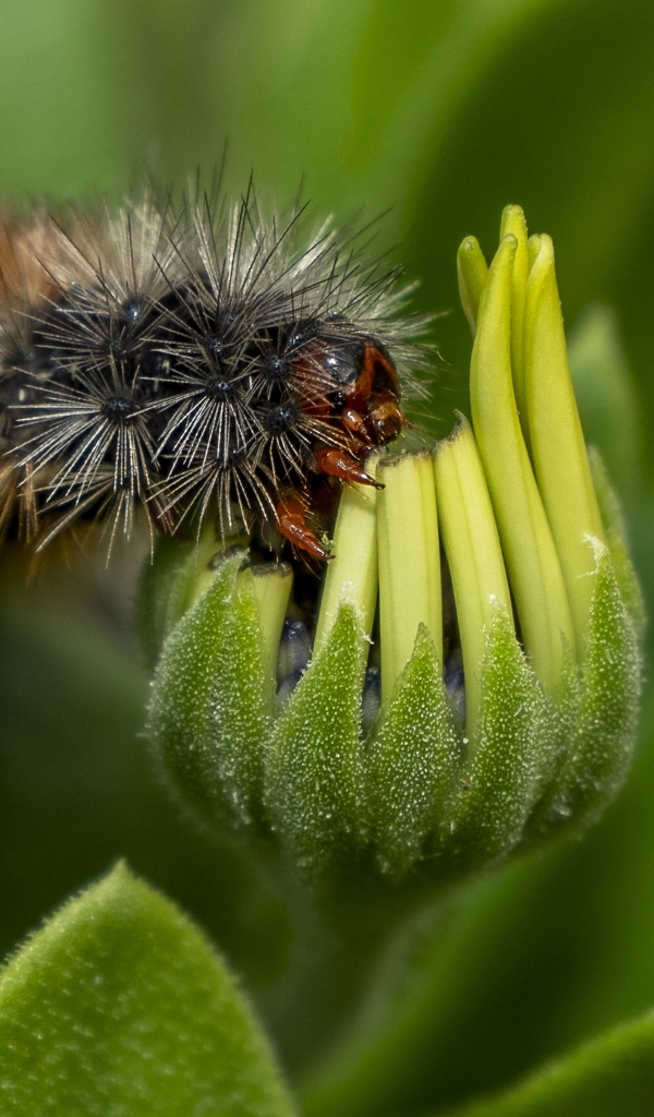 Лохматая гусеница сидит на цветке