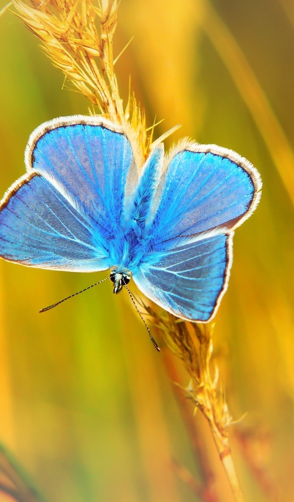 Маленькая голубая бабочка сидит на траве