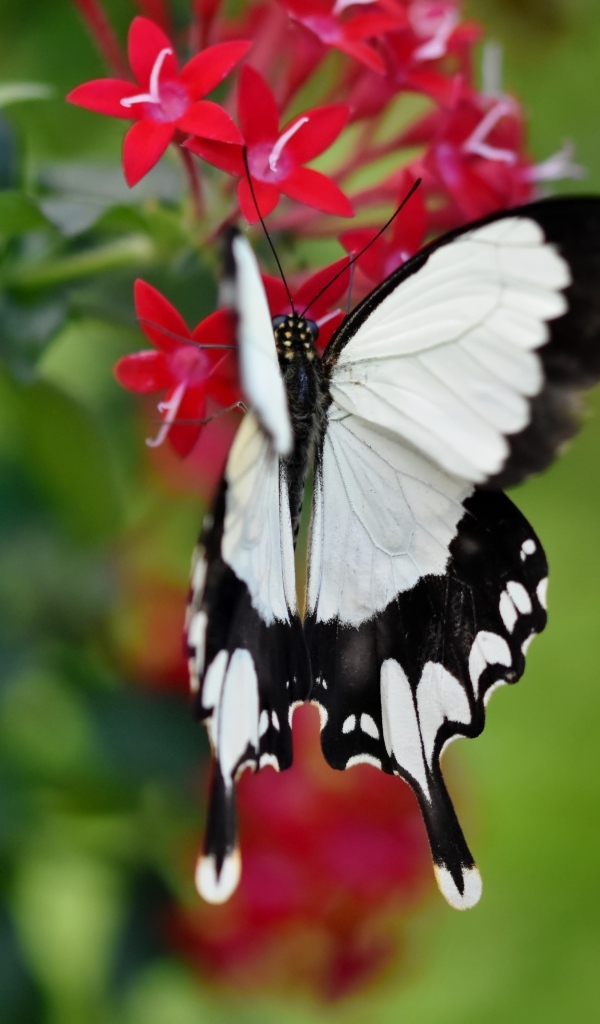 Красивая бабочка сидит на красном цветке