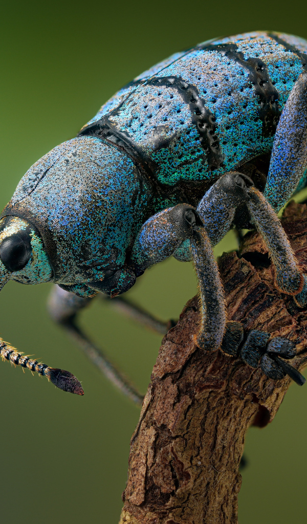 Красивый жук долгоносик на ветке