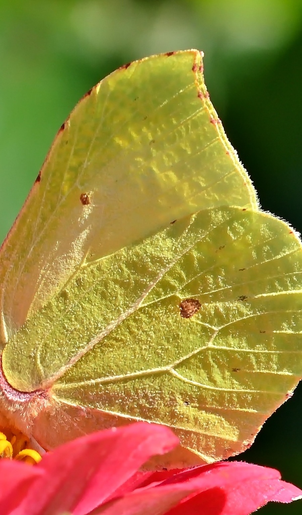 Красивая желтая бабочка сидит на цветке циннии 