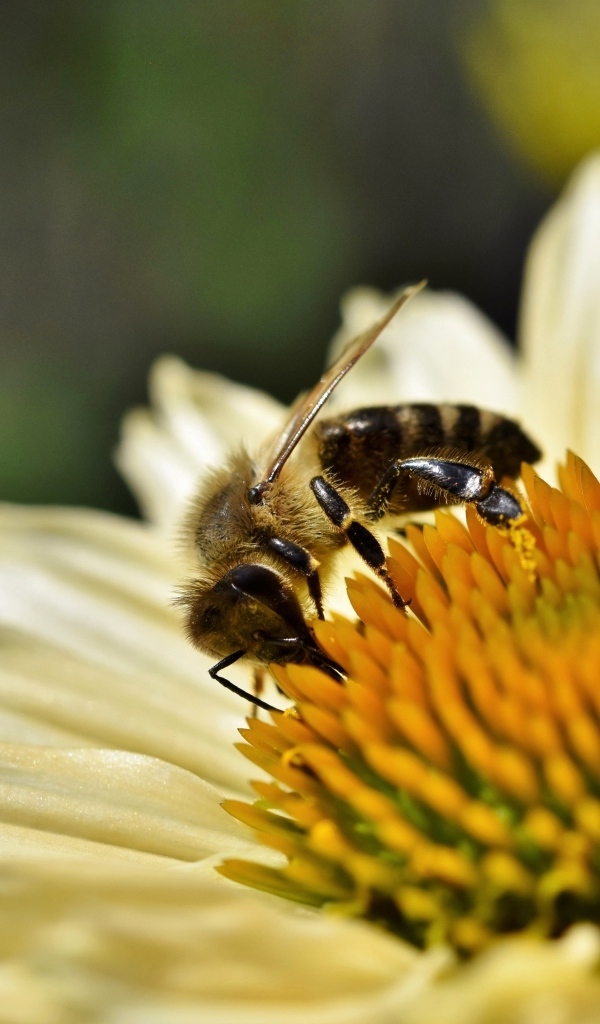 Пчела сидит на белом цветке