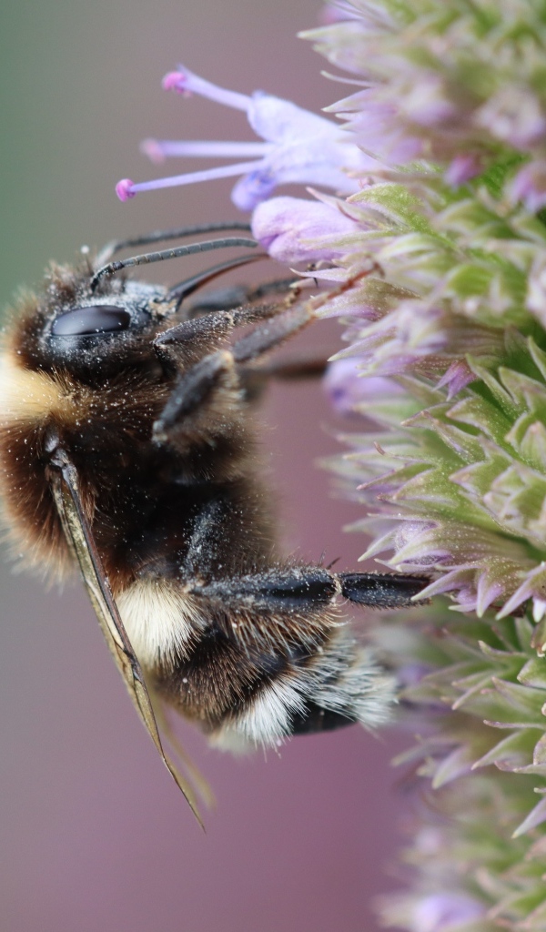 Пчела сидит на фиолетовом цветке 