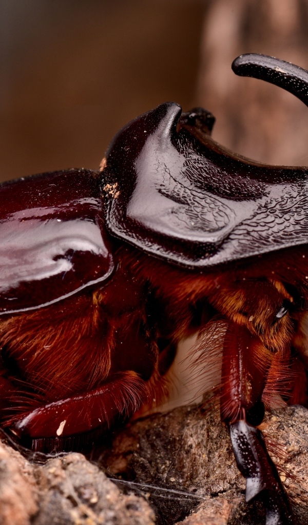 Большой коричневый жук носорог 