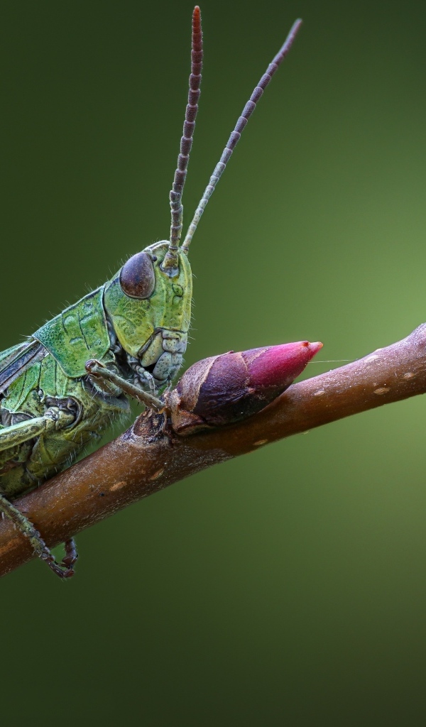 Большой зеленый кузнечик сидит на ветке 