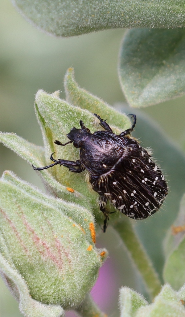 Черный жук сидит на зеленом растении