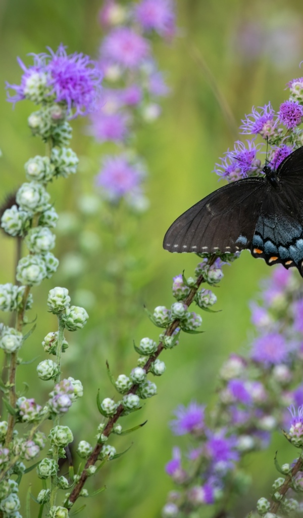 Черная бабочка сидит на фиолетовом цветке