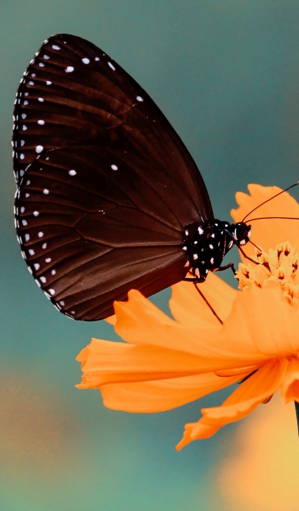 Черная бабочка сидит на оранжевом цветке космеи