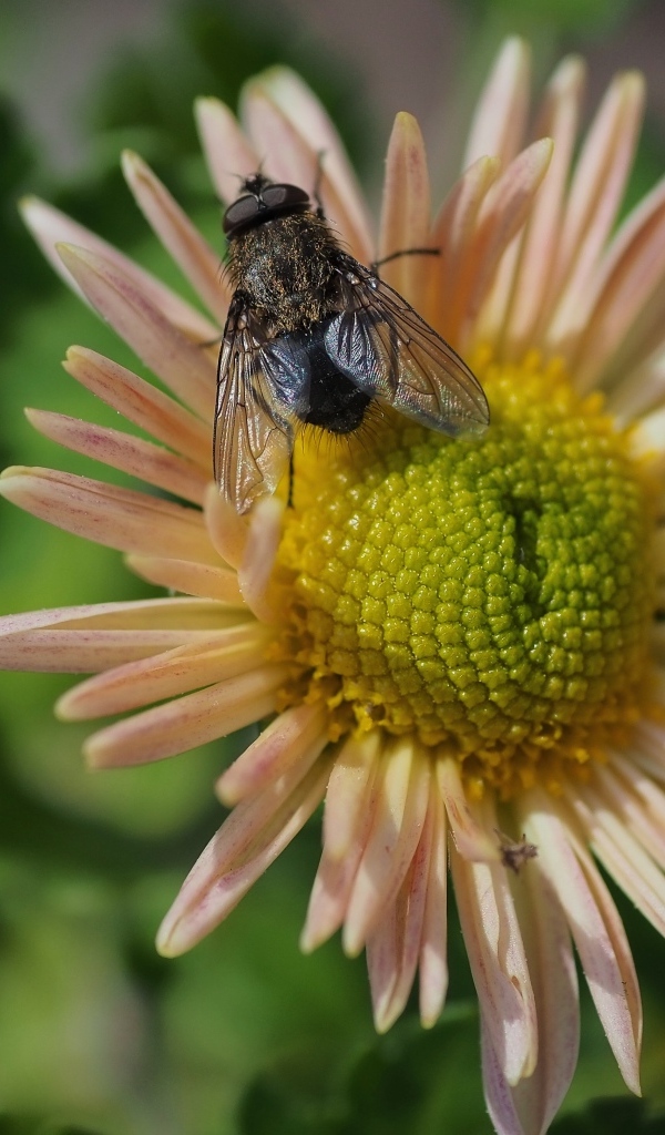 Черная муха сидит на цветке астры
