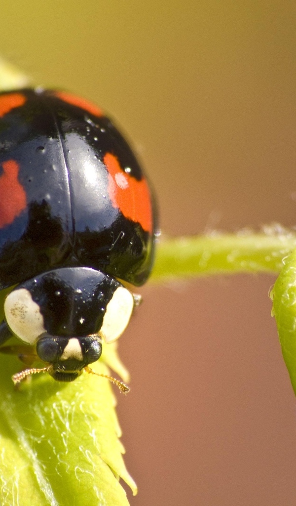 Черная божья коровка с красными пятнами